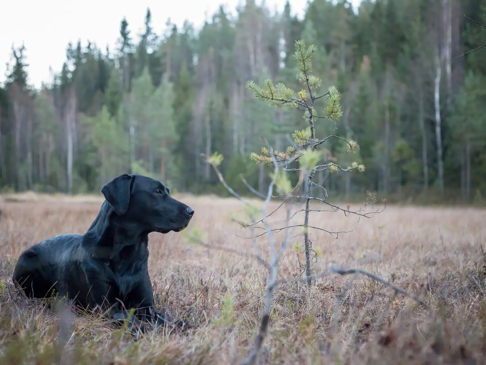 Svart hund som ligger i lyngen ved skogkanten